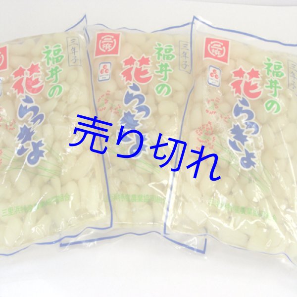 画像1: 三年子花らっきょう-まとめ買い300g6袋 [在庫が無くなり次第販売休止]-送料無料-越前の味と心うまいもの大好き (1)