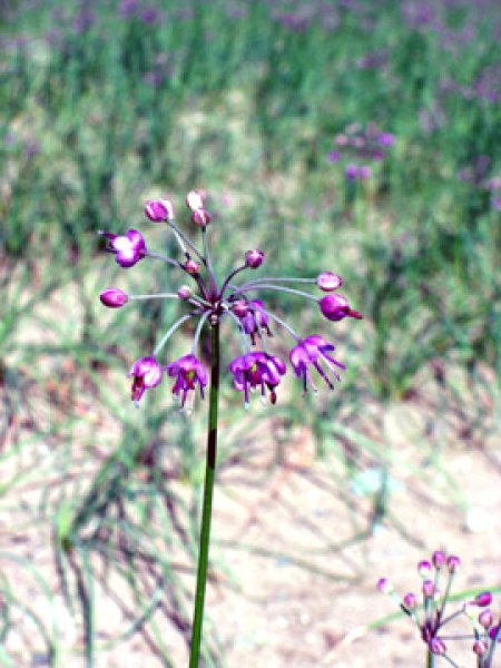 画像3: 三年子花らっきょう-まとめ買い70g×20袋送料無料-越前の味と心うまいもの大好き (3)