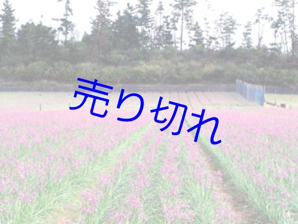 画像3: 三年子花らっきょう-まとめ買い300g10袋送料無料 [在庫が無くなり次第販売休止]-越前の味と心うまいもの大好き (3)