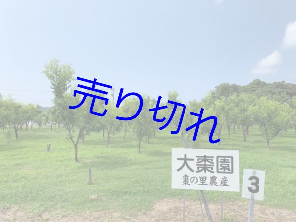 画像2: 40%OFF [ 訳あり値引き ] 国産なつめエキス220g（賞味期限：2025年2月28日） (2)