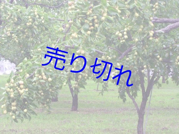 画像3: [ 訳あり値引き ] なつめの七福茶（煮出し用5g×16袋）[ 賞味期限2023年12月31日 ] (3)