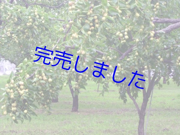 画像2: [ 訳あり値引き ] 国産なつめのお茶（カップ用ティーバッグ2g×10袋入）[ 賞味期限2023年12月31日 ] (2)