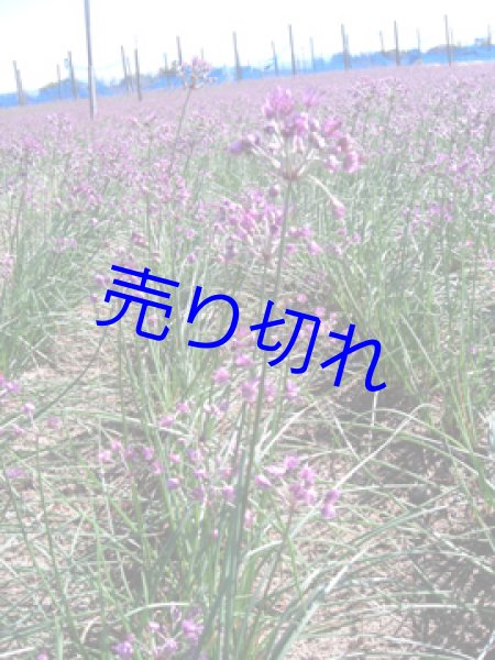 画像3: [ 訳あり値引き ] 三年子花らっきょう80g1袋 [ 賞味期限2025年1月25日 ] (3)