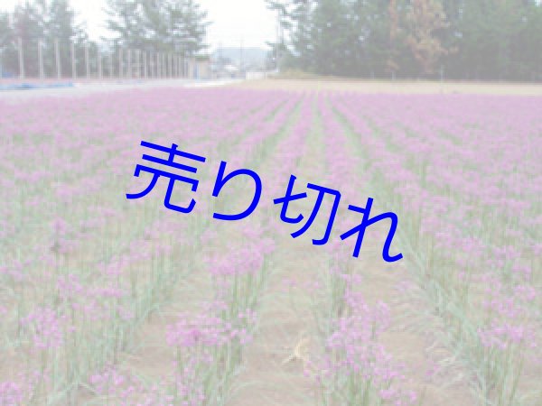 画像3: 三年子花らっきょう-まとめ買い300g6袋 [在庫が無くなり次第販売休止]-送料無料-越前の味と心うまいもの大好き (3)