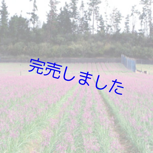 画像3: [ 訳あり値引き ] 三年子花らっきょうピリカリ100g（10袋まとめ買い） [ 賞味期限2023年8月30日 ] (3)