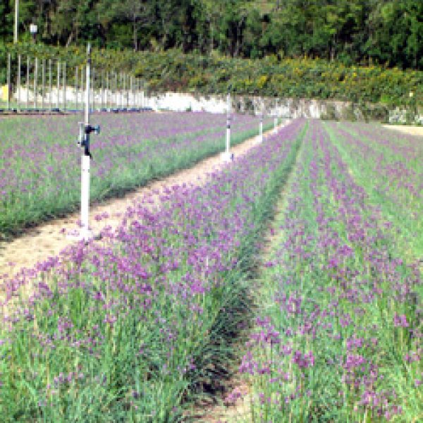 画像7: 三年子花らっきょう 福井県産70g（20袋入り）×3箱-送料無料-越前の味と心うまいもの大好き (7)