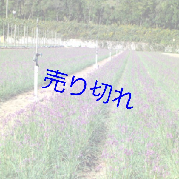 画像3: 三年子花らっきょう-福井県産80g20袋２箱-送料無料-越前の味と心うまいもの大好き (3)