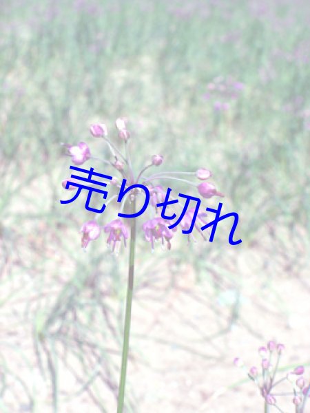 画像3: 三年子花らっきょう-15袋化粧箱入-越前の味と心うまいもの大好き (3)