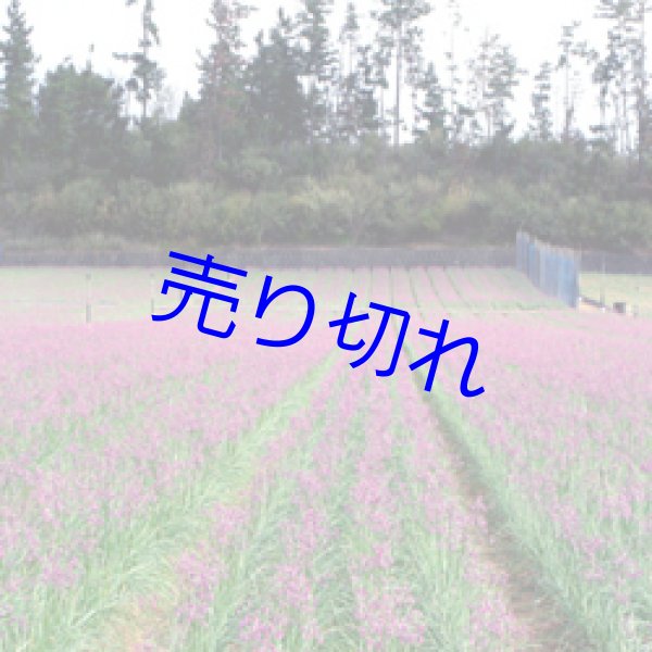 画像3: 三年子花らっきょう-5袋化粧箱入-おすすめ商品-越前の味と心うまいもの大好き (3)