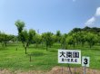 画像3: 国産乾燥なつめ-100g1袋-福井県特産品-越前の味と心うまいもの大好き (3)