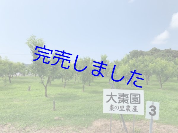 画像3: [ 訳あり値引き ] 国産乾燥なつめ-100g1袋 [ 賞味期限2023年12月31日 ] (3)