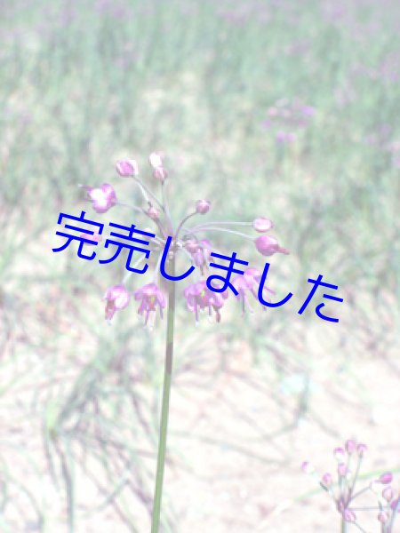 画像3: [ 訳あり値引き ] 三年子花らっきょう-徳用300g袋入 [ 賞味期限2023年8月27日 ] (3)