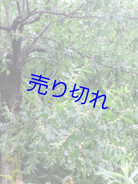 画像2: 国産なつめと生姜の福禄茶（カップ用ティーバッグ 2g×10袋入）2セット-越前の味と心うまいもの大好き (2)